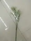 نجمة كاملة details Picture
